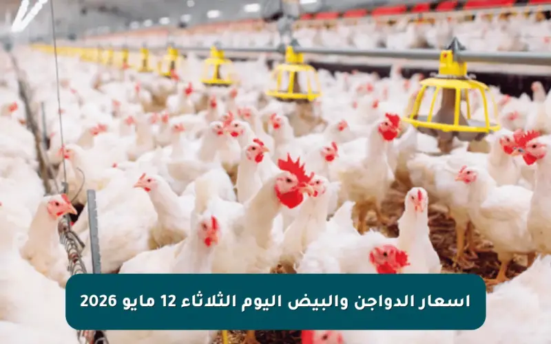 أسعار الدواجن والبيض اليوم الثلاثاء 12 مايو 2026